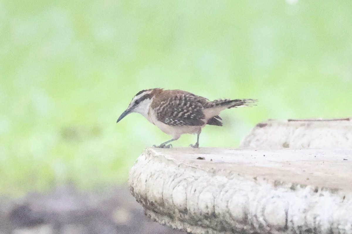 Rufous-backed Wren - ML629996002