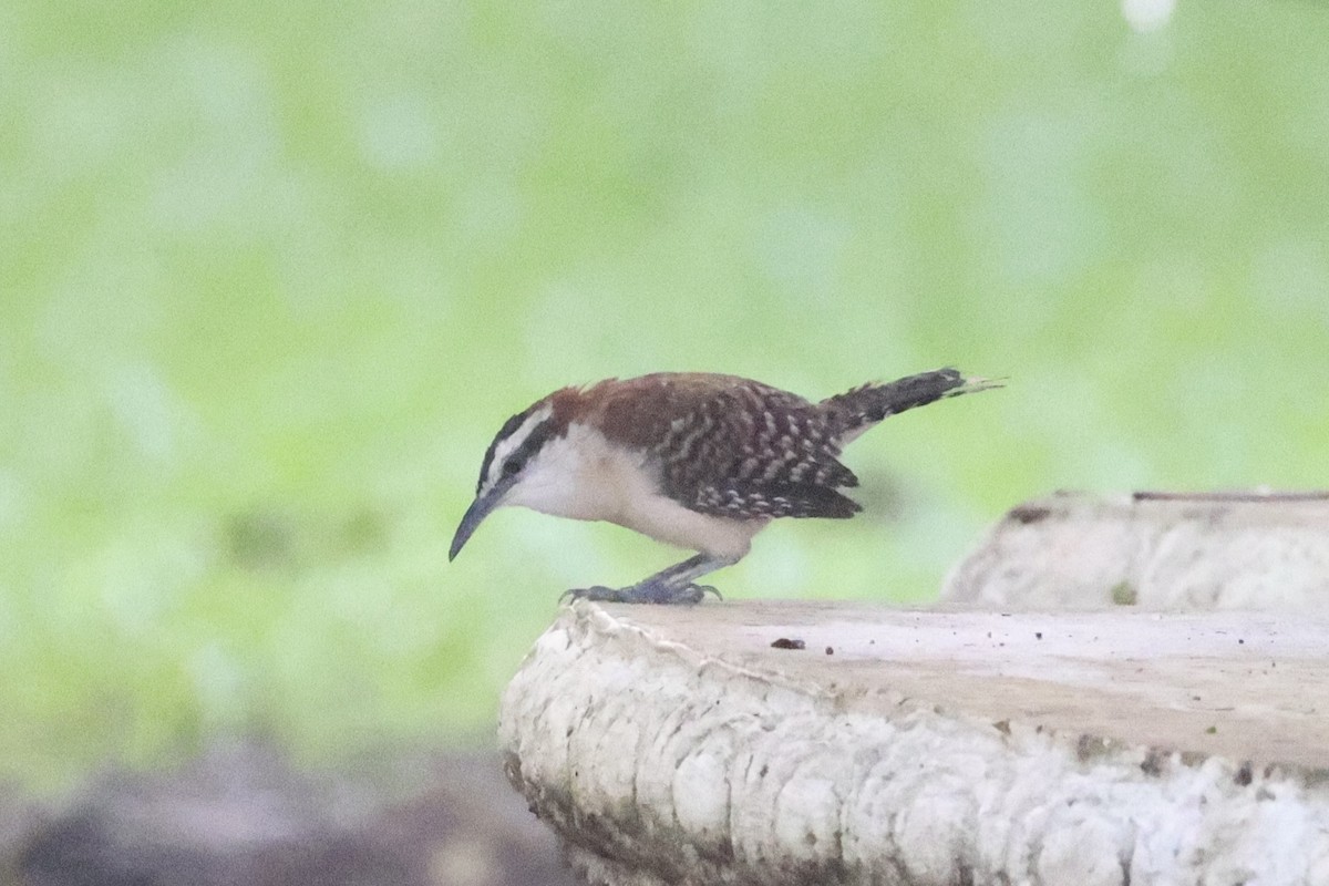 Rufous-backed Wren - ML629996003