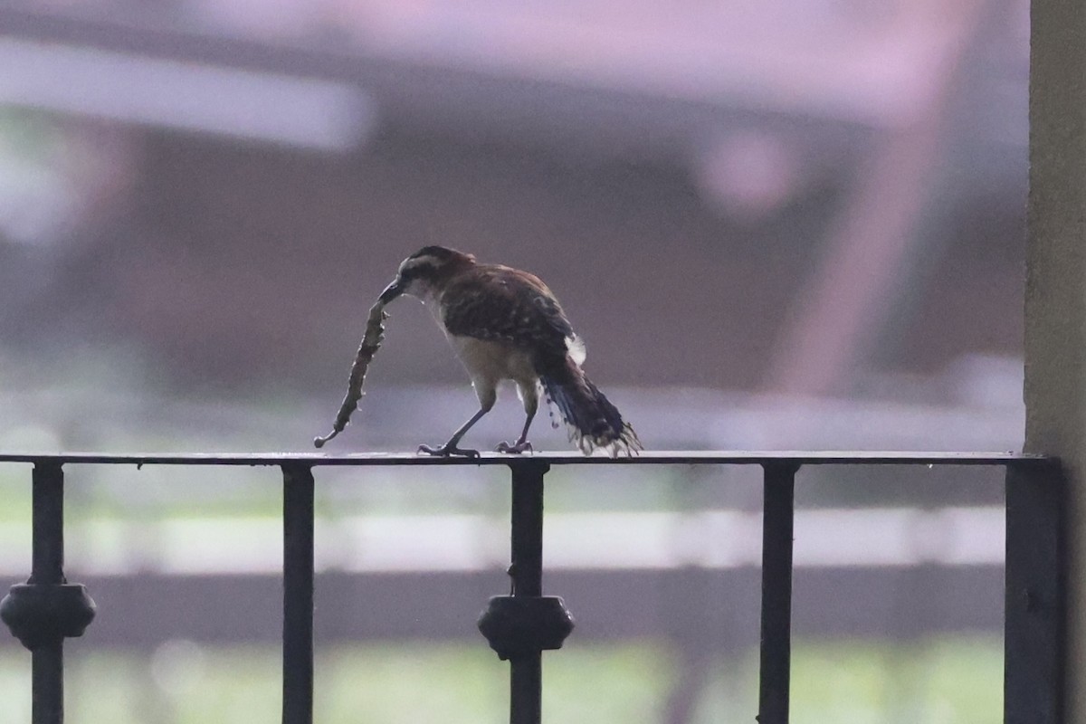 Rufous-backed Wren - ML629996004