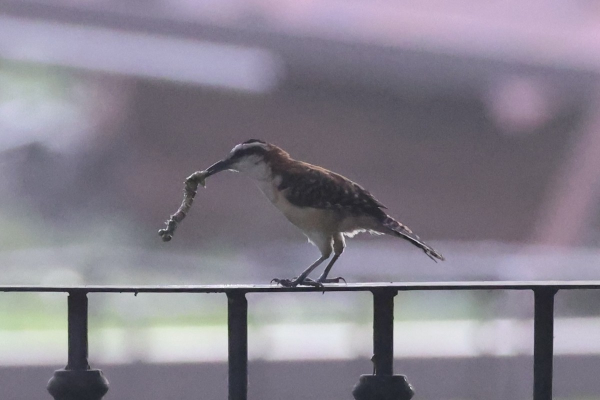 Rufous-backed Wren - ML629996005