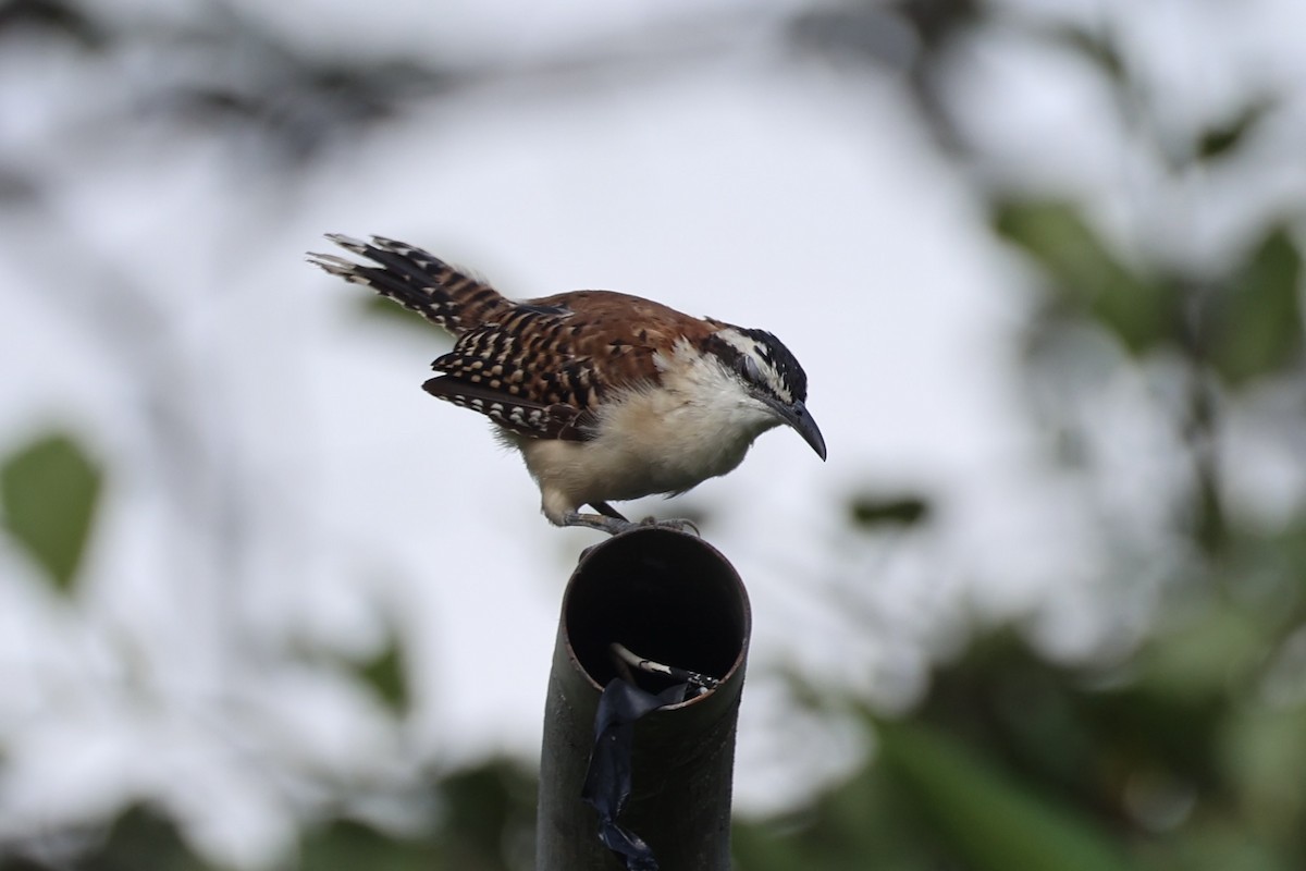 Rufous-backed Wren - ML629996007