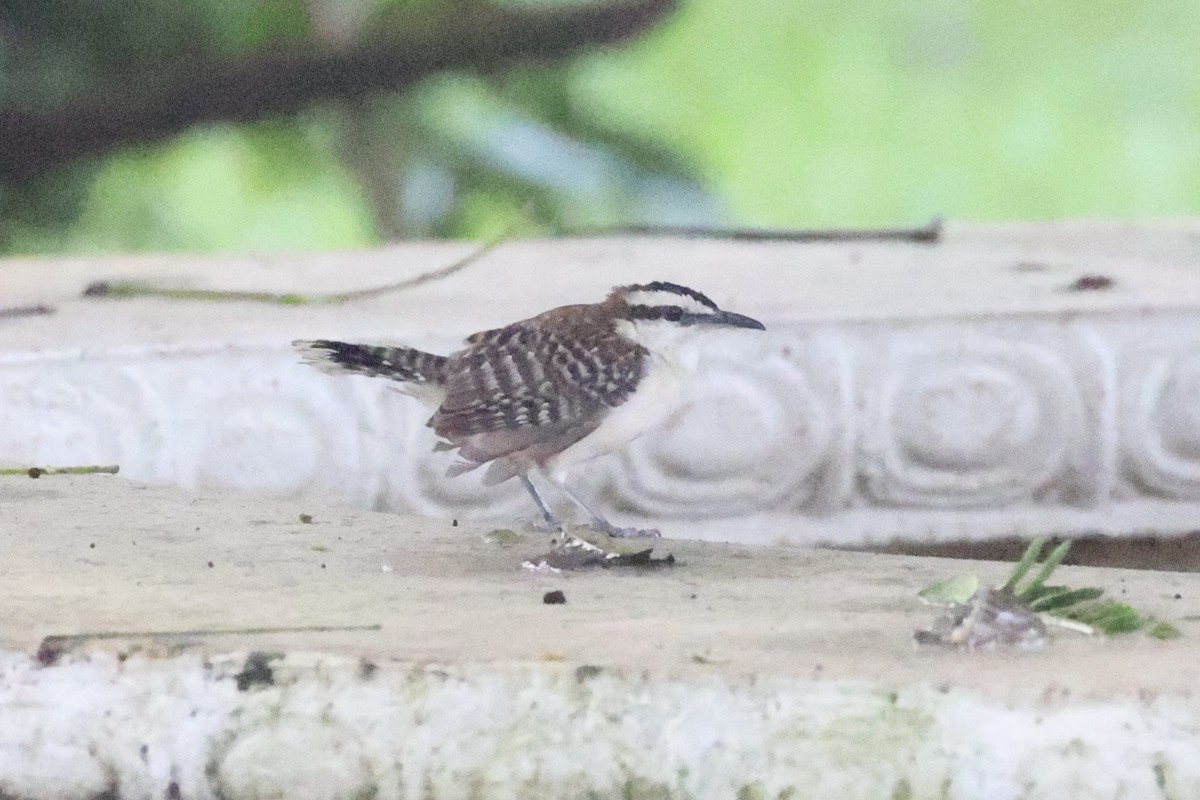 Rufous-backed Wren - ML629996008