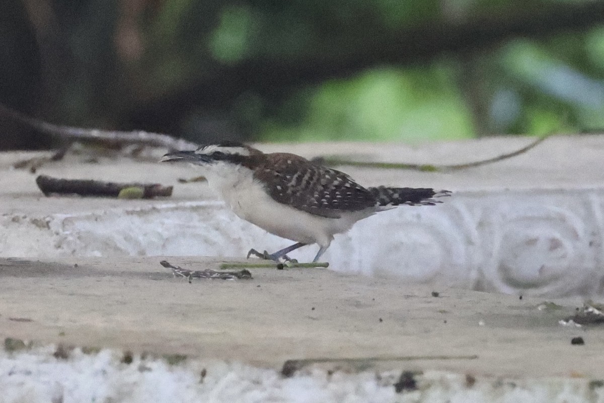 Rufous-backed Wren - ML629996009