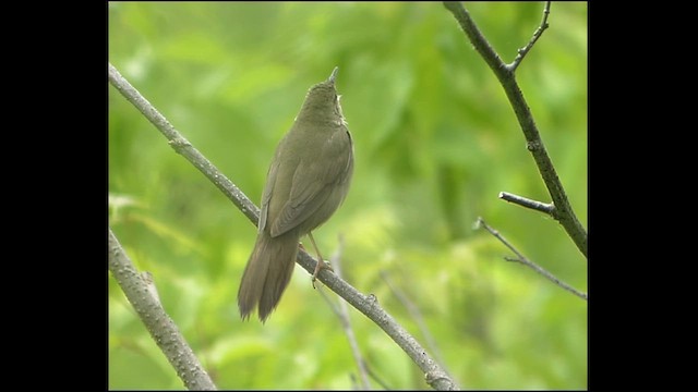 River Warbler - ML629996407