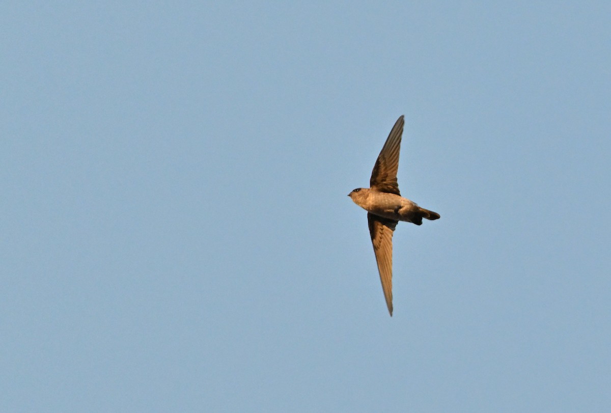 White-nest Swiftlet - ML629996458