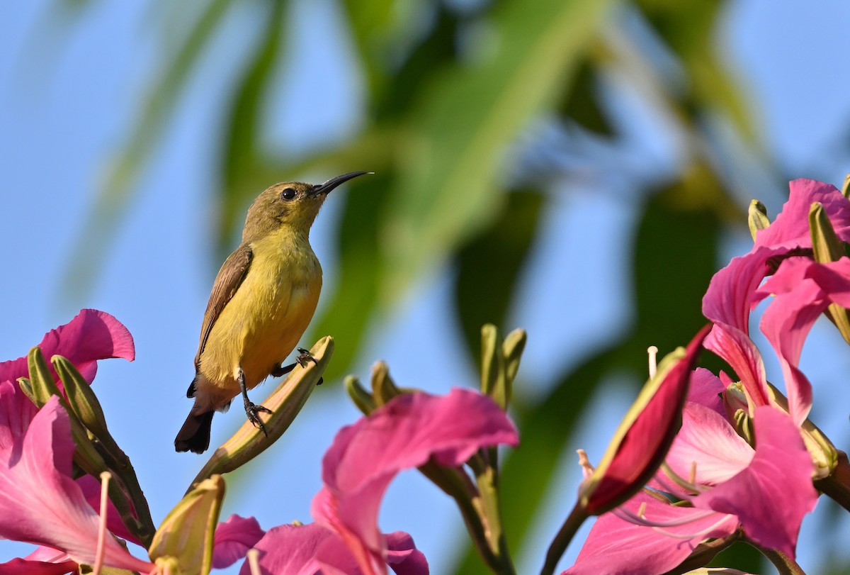 Ornate Sunbird - ML629996614