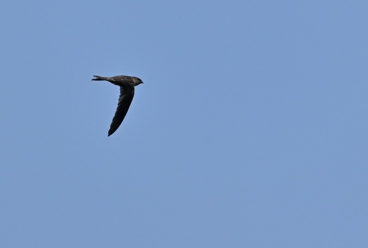 Asian Palm Swift - ML629996713