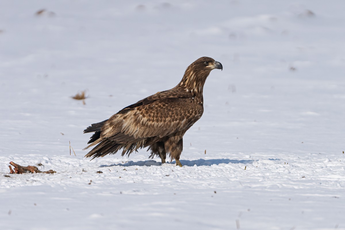 White-tailed Eagle - Gichan Ryu