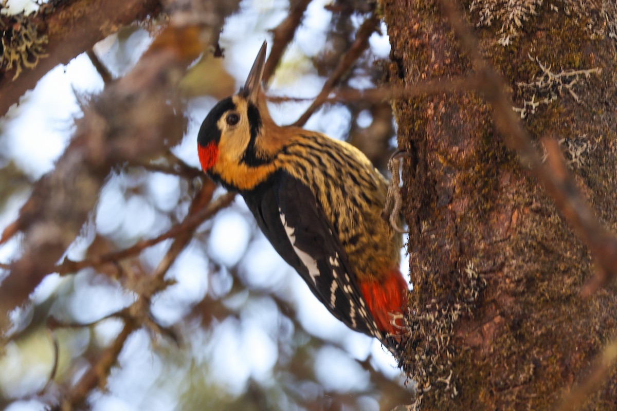 Darjeeling Woodpecker - ML629996815