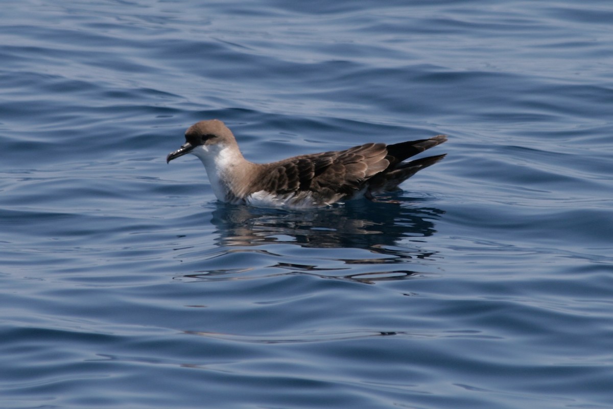 Great Shearwater - ML629996859