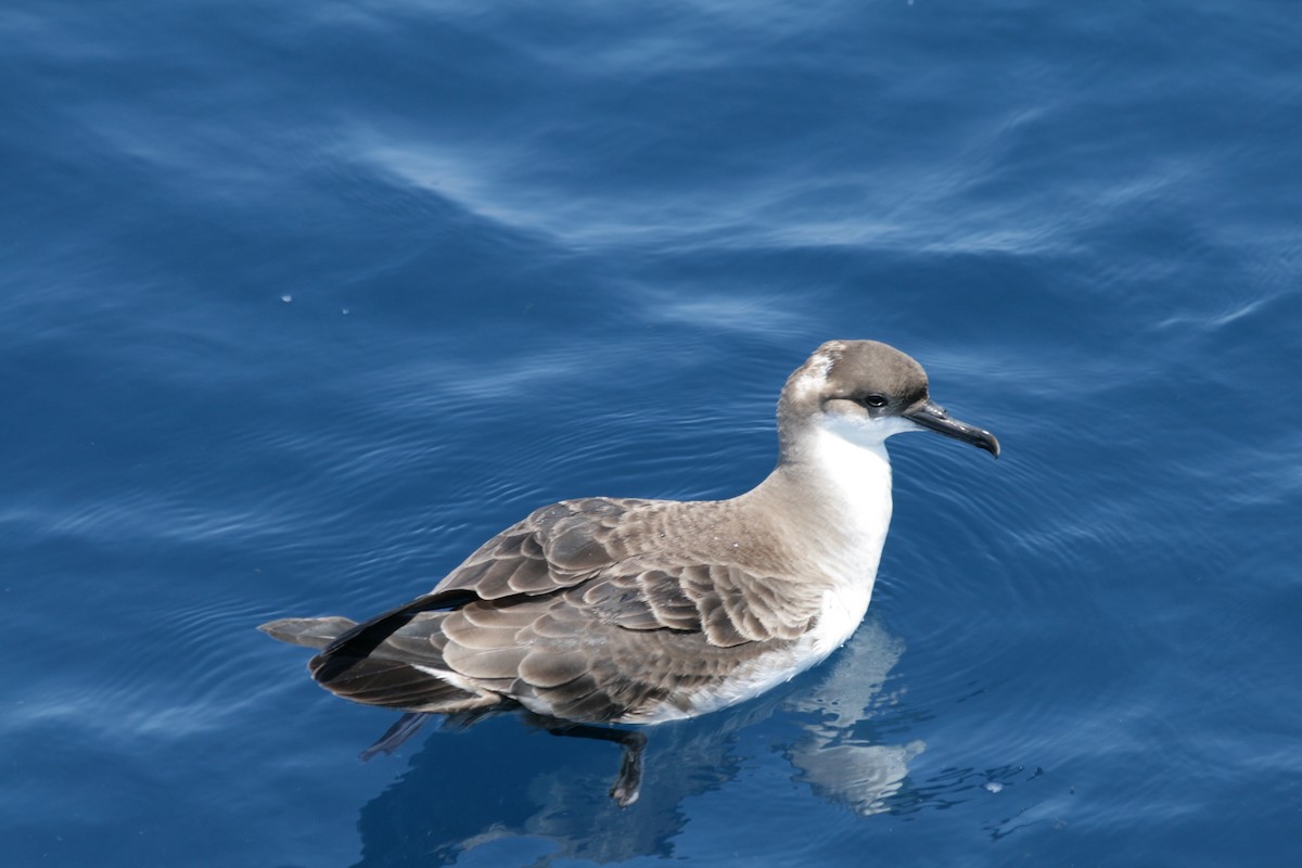 Great Shearwater - ML629996928