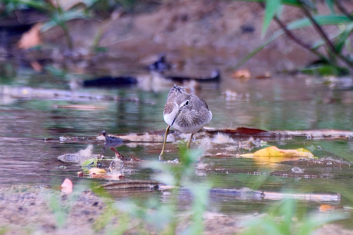 Solitary Sandpiper - ML629996939