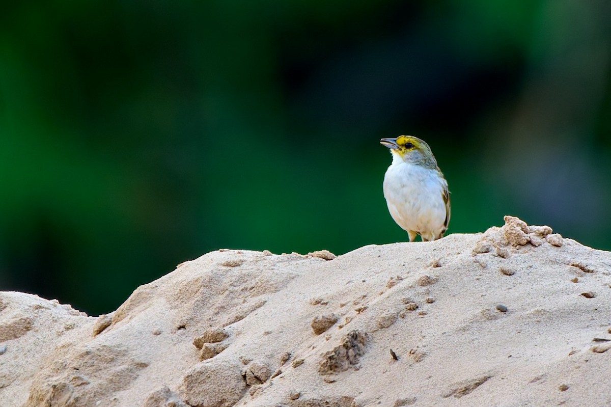 Желтощёкая овсянка-барсучок - ML629996951