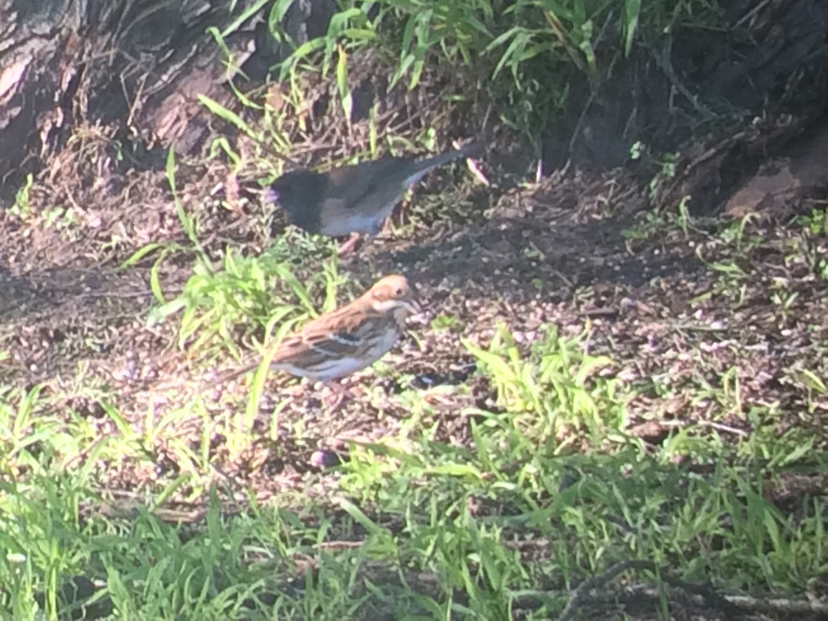 Rustic Bunting - ML629997154