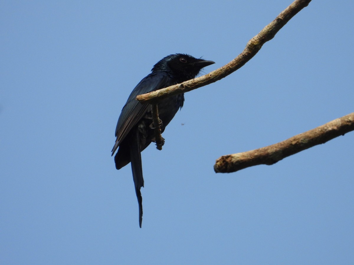 Bronzed Drongo - ML629997220