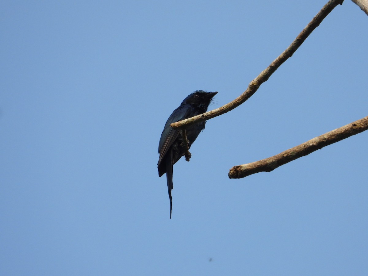 Bronzed Drongo - ML629997221