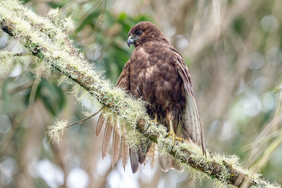 Hawaiian Hawk - ML629997224