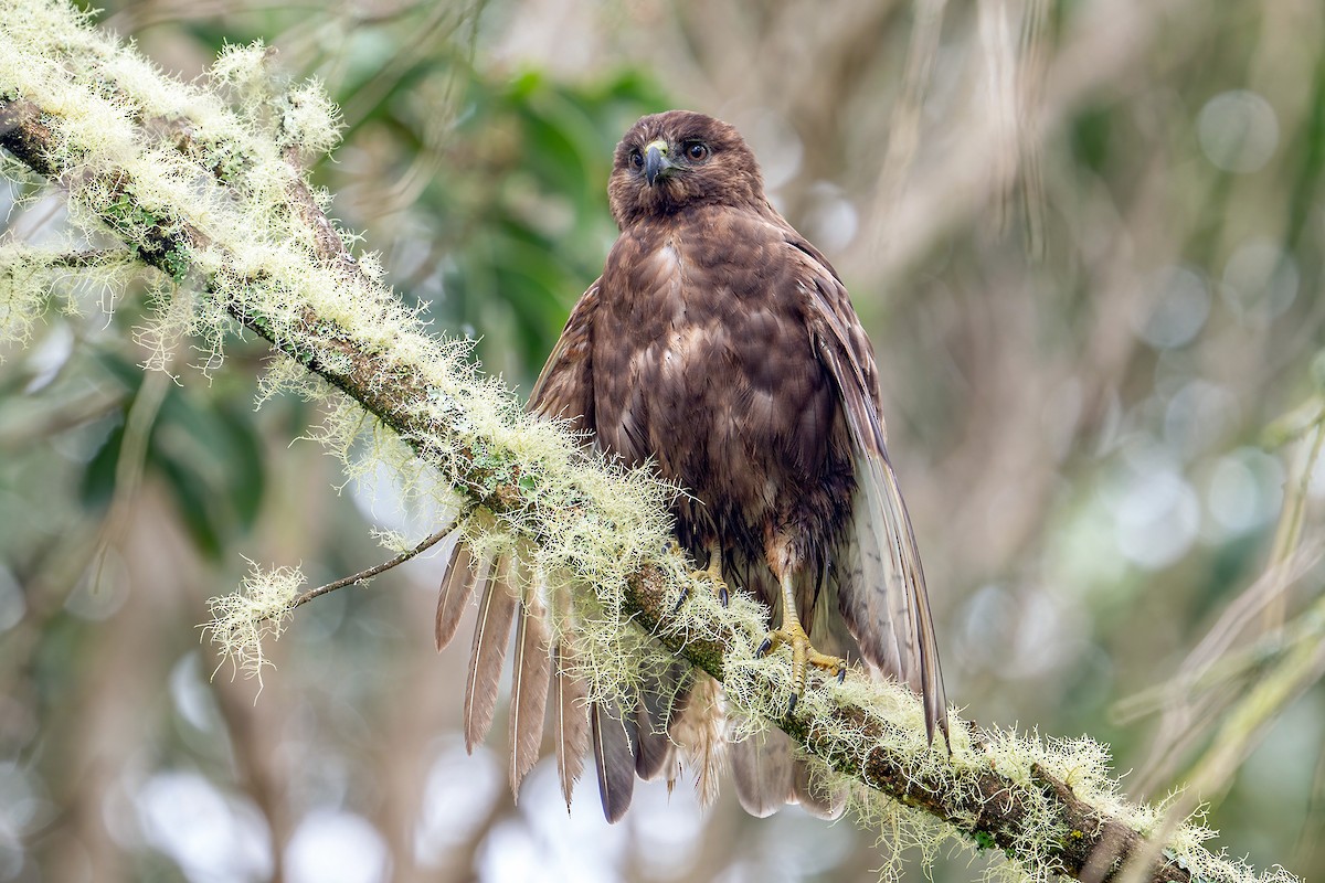 Hawaiian Hawk - ML629997225