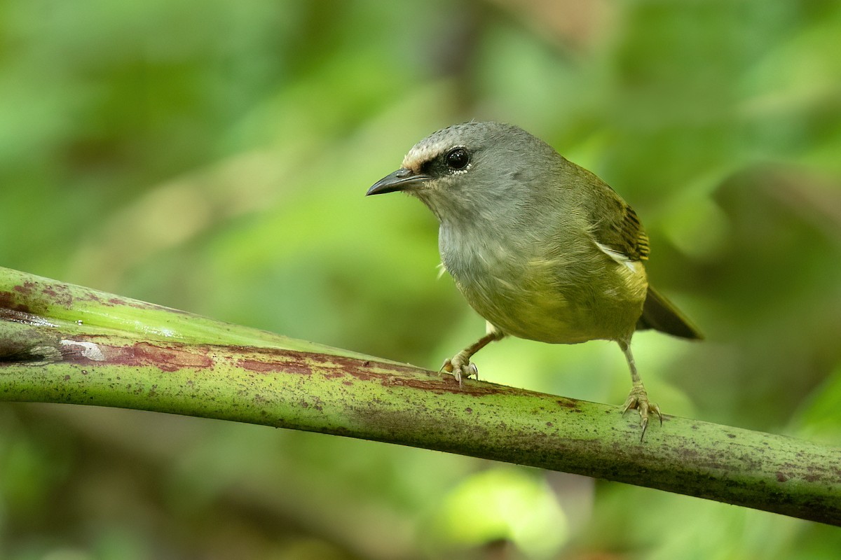 Javabrillenvogel - ML629997323