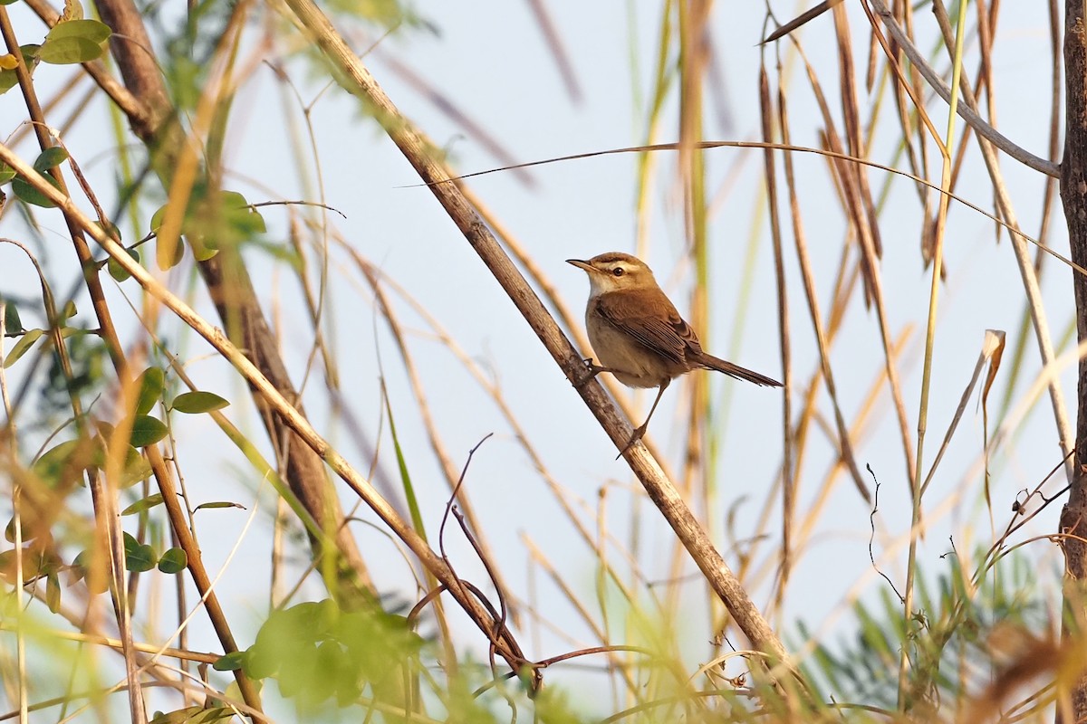 Manchurian Reed Warbler - ML629997501