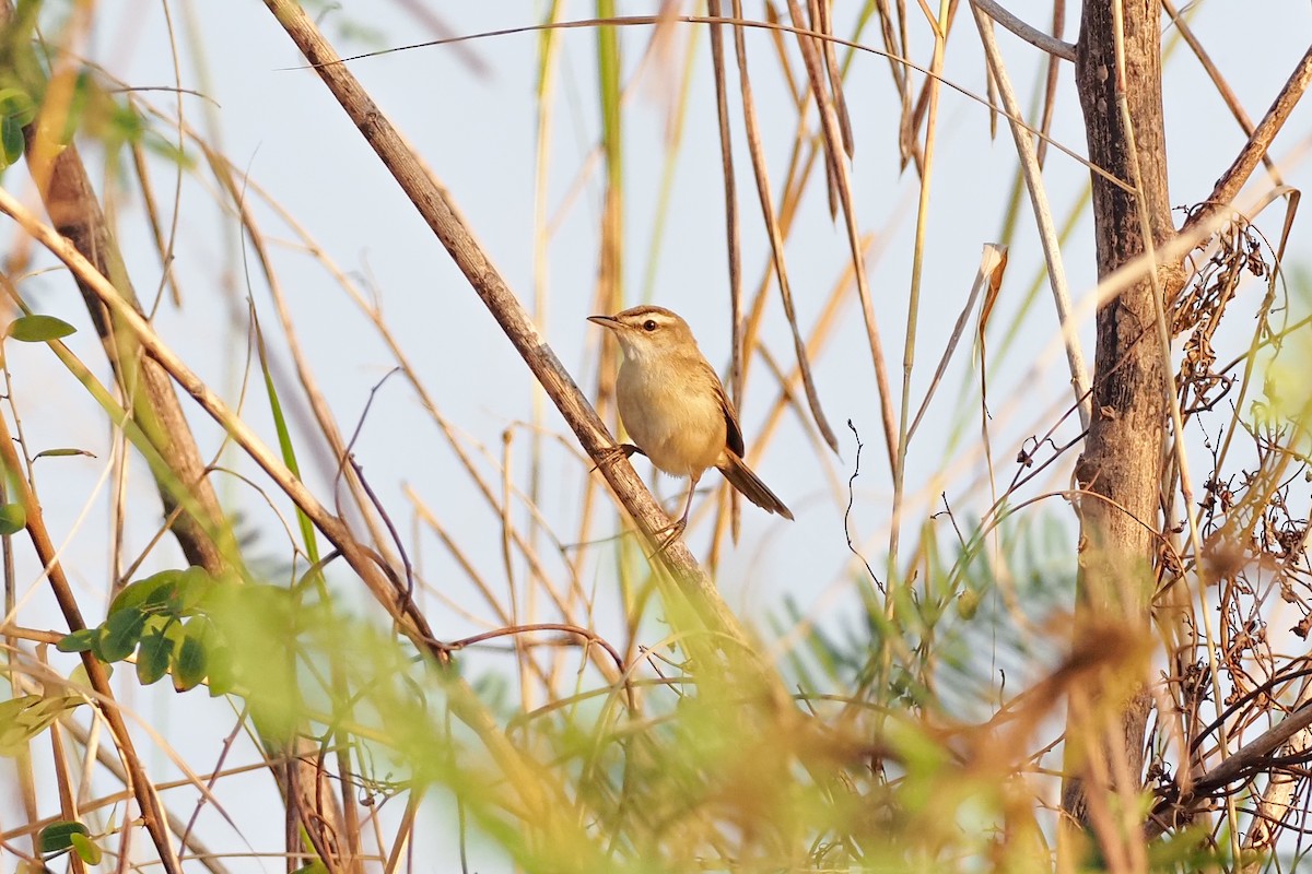Manchurian Reed Warbler - ML629997502