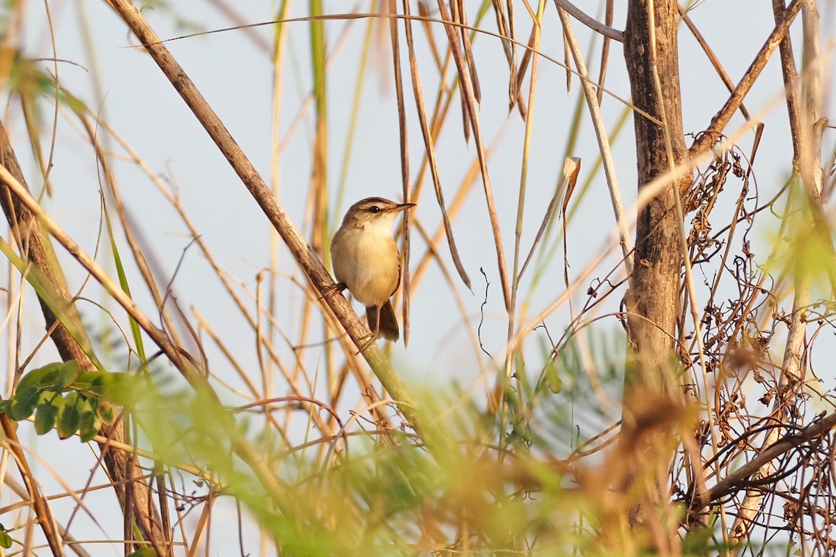 Manchurian Reed Warbler - ML629997503