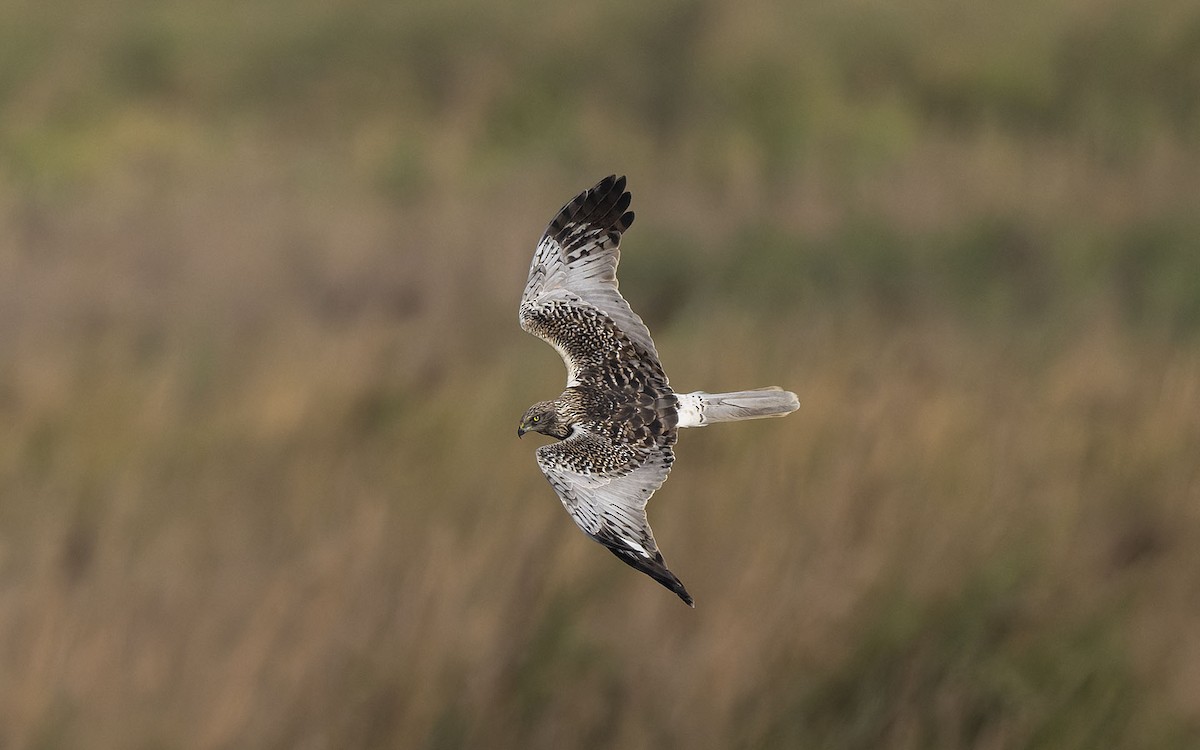 Eastern Marsh Harrier - ML629997606