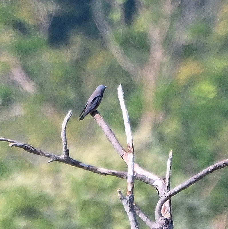 Ashy Woodswallow - ML629997630