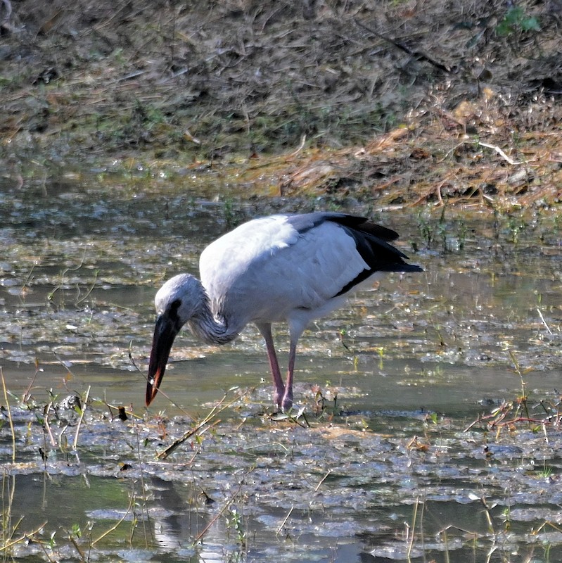 Asian Openbill - ML629997639