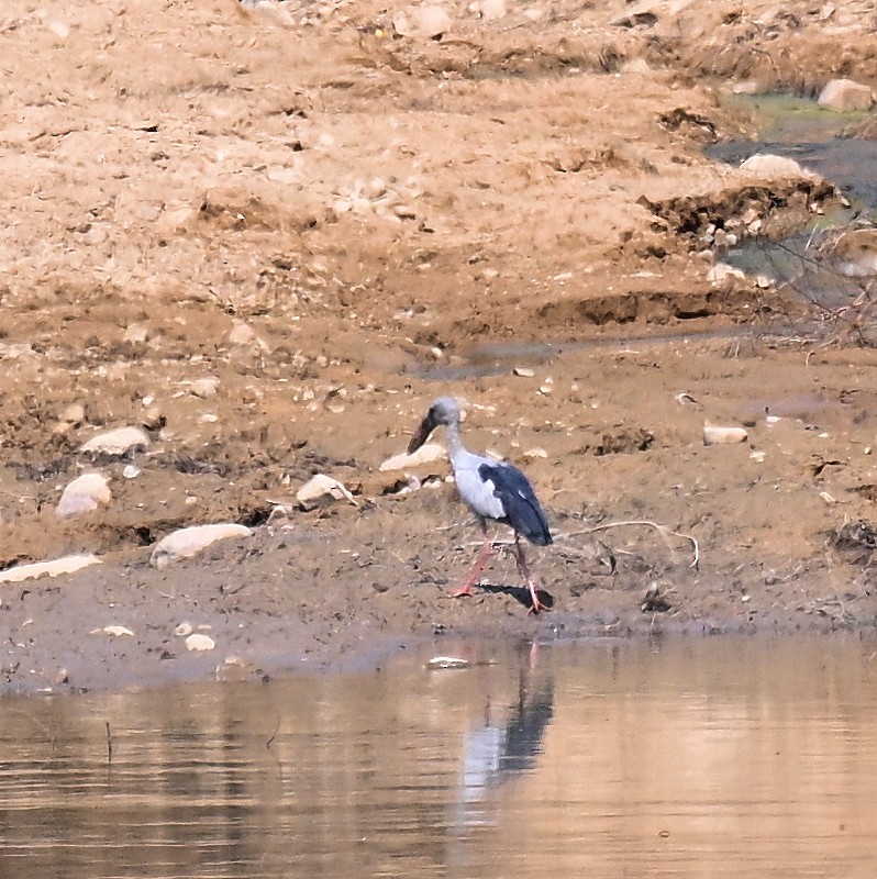 Asian Openbill - ML629997640