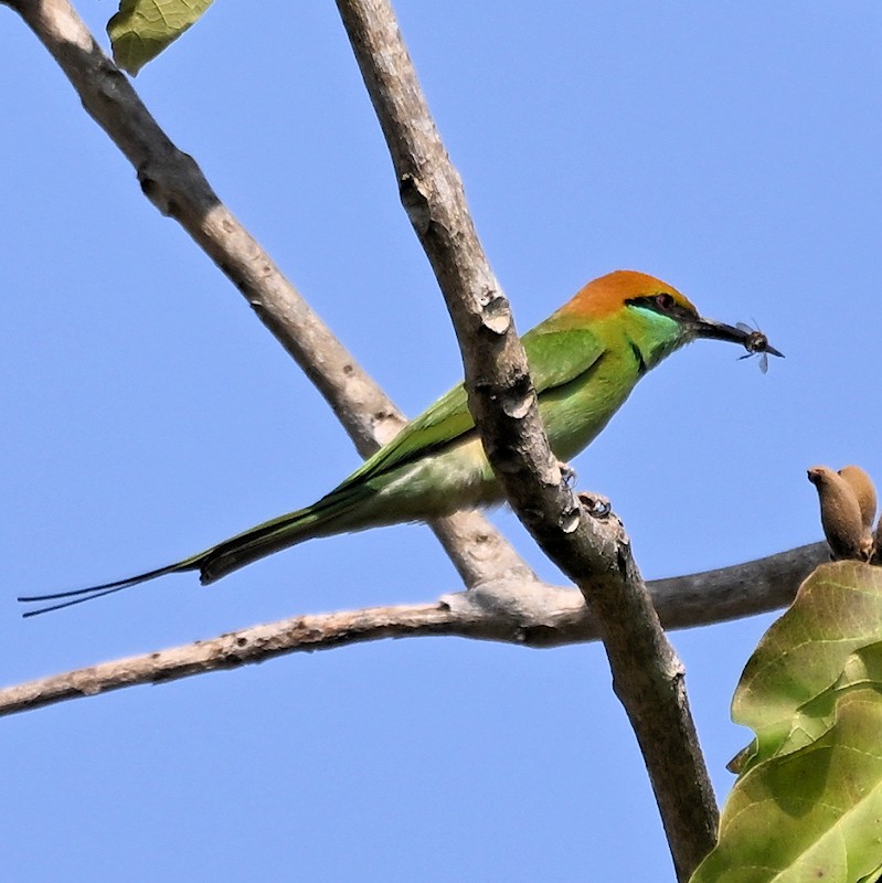 Blue-tailed Bee-eater - ML629997699