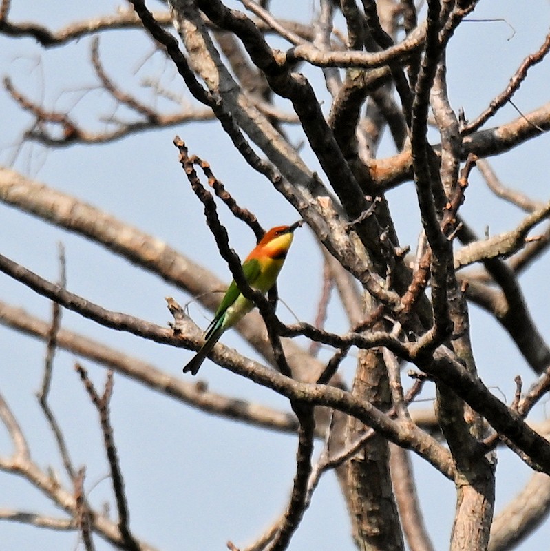 Chestnut-headed Bee-eater - ML629997709
