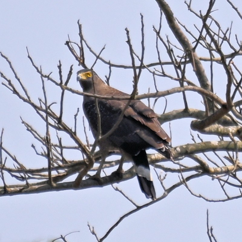 Crested Serpent-Eagle - ML629997750
