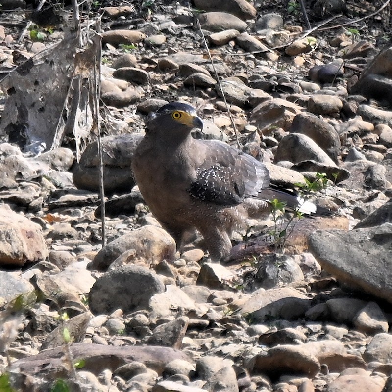 Crested Serpent-Eagle - ML629997751