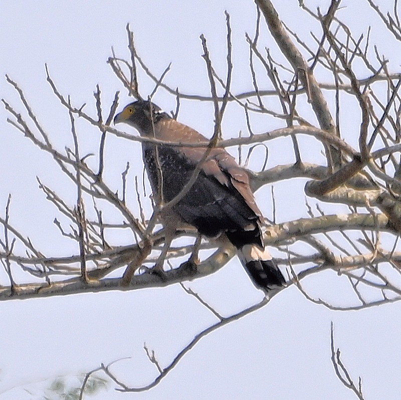 Crested Serpent-Eagle - ML629997752