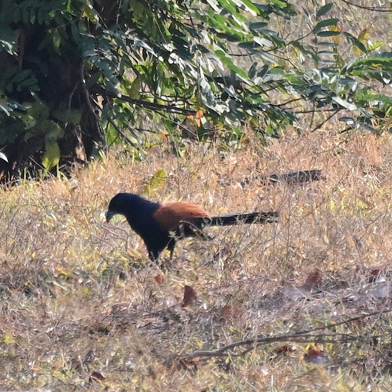 Greater Coucal - ML629997777