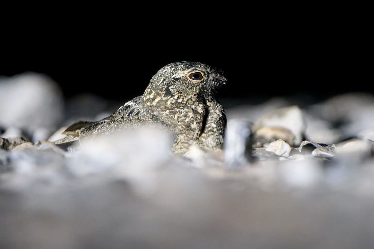 Savanna Nightjar (Sunda) - ML629997778