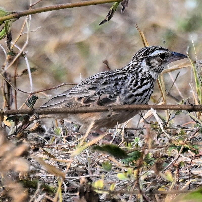 Indochinese Bushlark - ML629997792