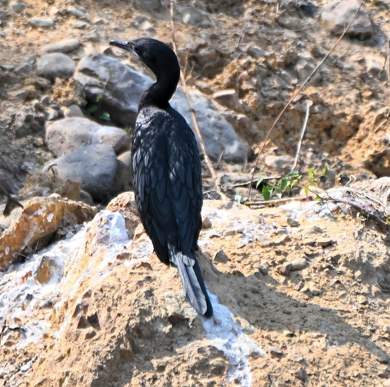Little Cormorant - ML629997816