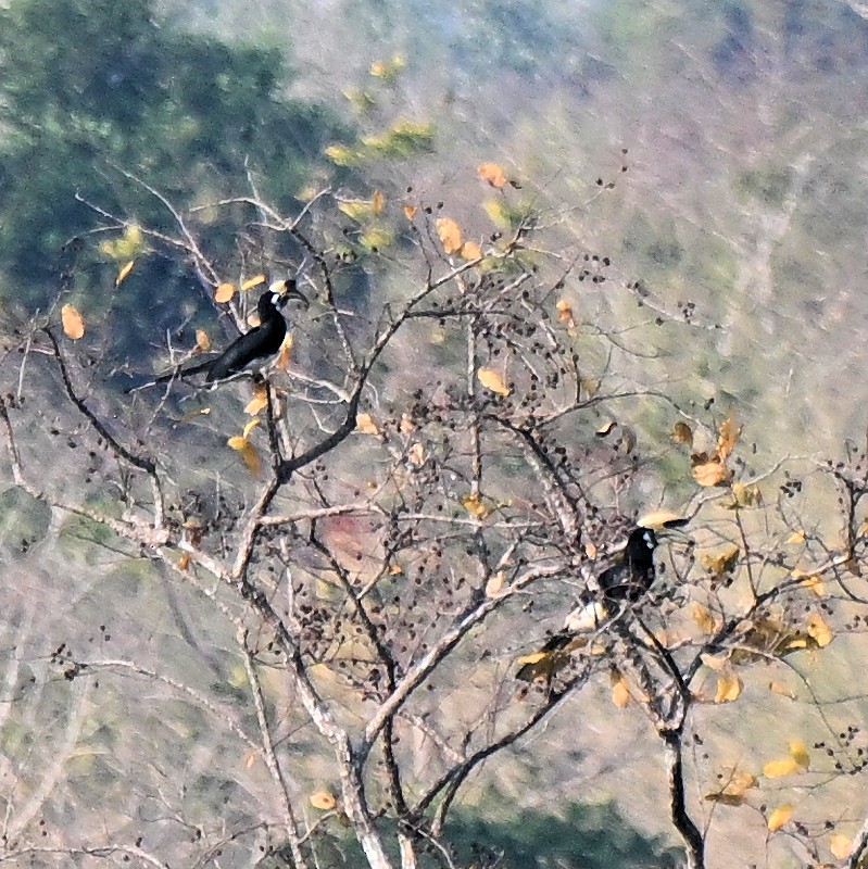 Oriental Pied-Hornbill - ML629997867