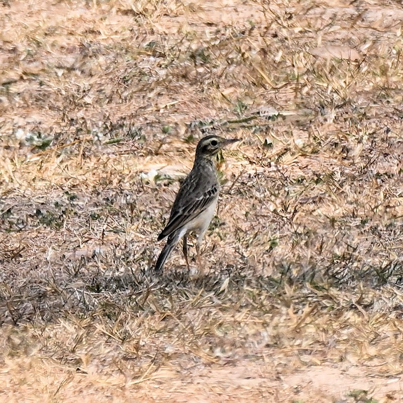 Paddyfield Pipit - ML629997892