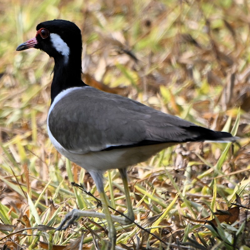 Red-wattled Lapwing - ML629997901