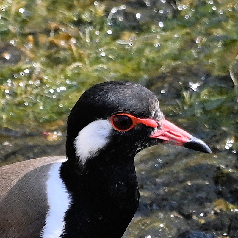 Red-wattled Lapwing - ML629997902