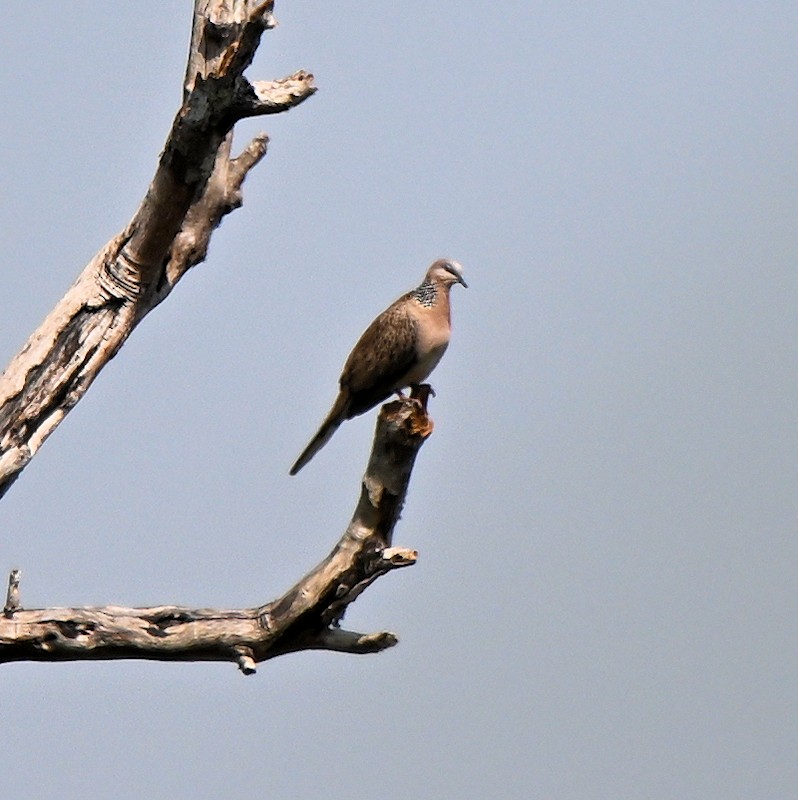 Spotted Dove - ML629997917