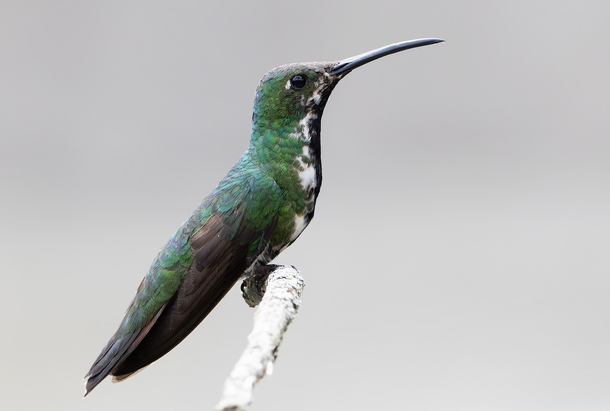 Black-throated Mango (Black-throated) - ML629998715