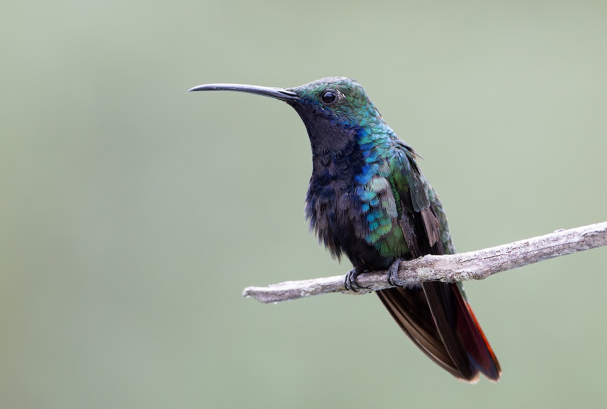 Black-throated Mango (Black-throated) - ML629998716