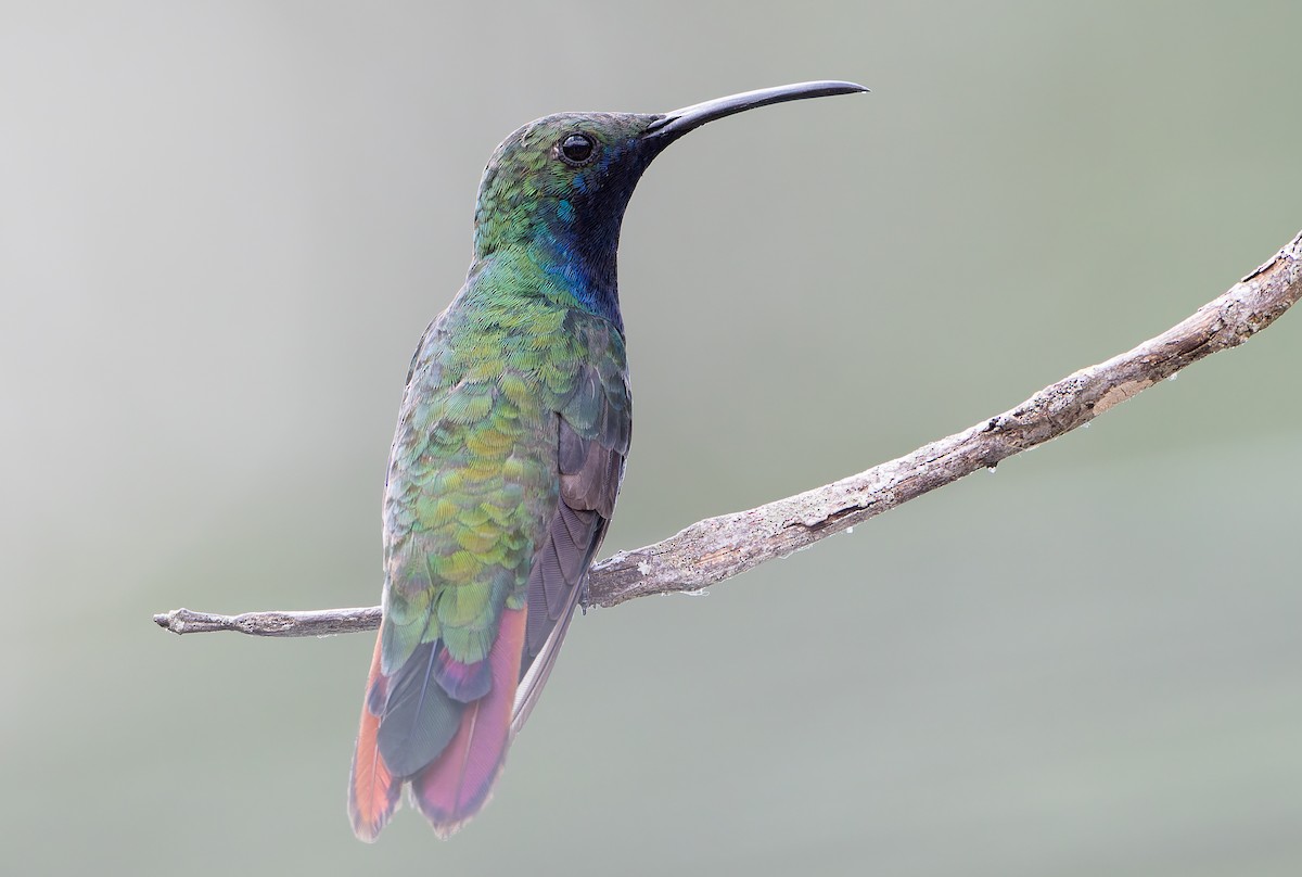 Black-throated Mango (Black-throated) - ML629998717