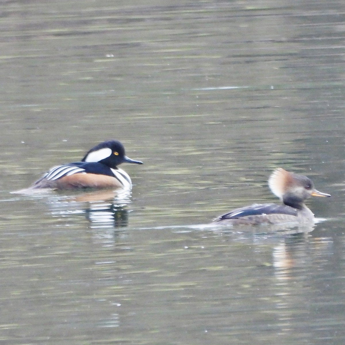 Zerra buruhandia - ML629998838