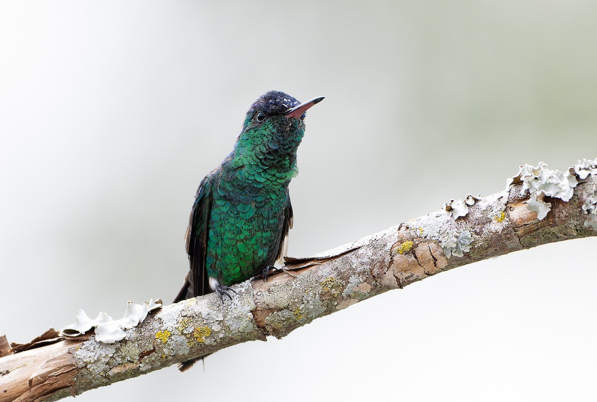 Indigo-capped Hummingbird - ML629998875