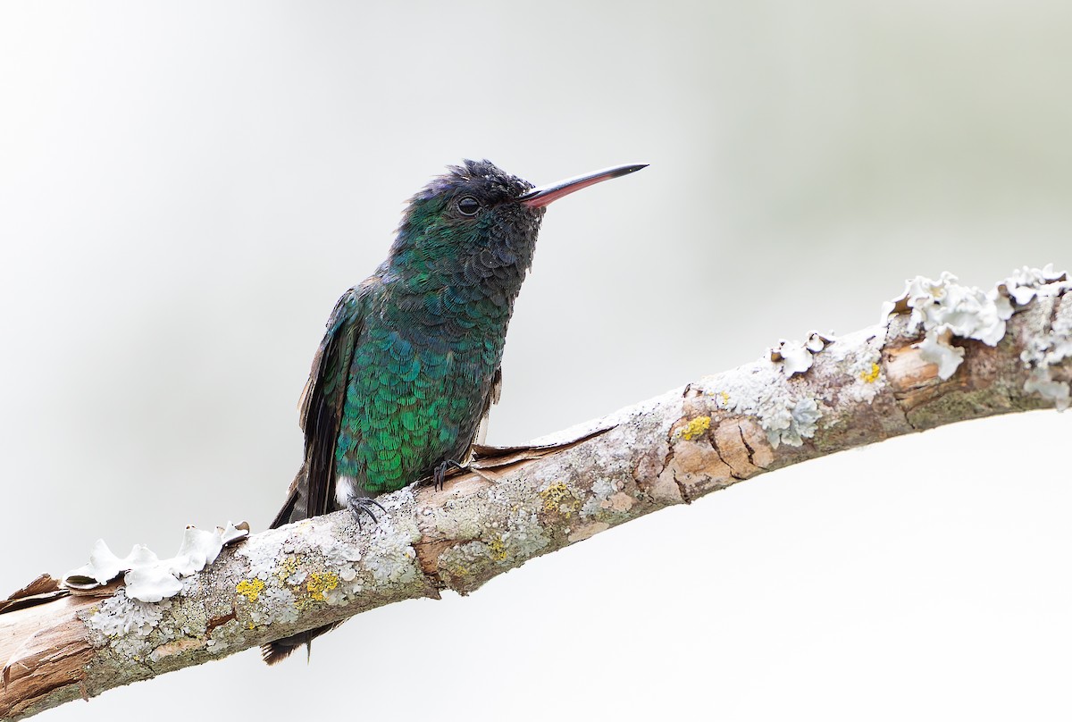 Indigo-capped Hummingbird - ML629998876